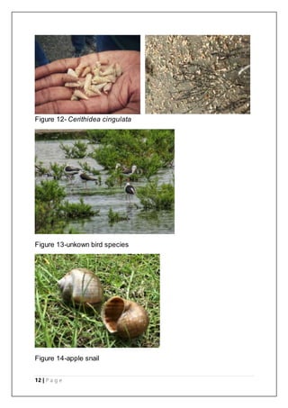 12 | P a g e
Figure 12- Cerithidea cingulata
Figure 13-unkown bird species
Figure 14-apple snail
 