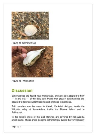 13 | P a g e
Figure 15-Gafrarium sp
Figure 16- whelk shell
Discussion
Salt marshes are found near mangroves, and are also adapted to flow
— in and out — of the daily tide. Plants that grow in salt marshes are
adapted to tolerate water flooding and changes in saltiness.
Salt marshes can be seen in Kaladi, Vankalai, Arrippu, inside the
Wilpattu, Ailay at Illuvankulam, inside the Mannar Island and in
Pallimunai.
In this region, most of the Salt Marshes are covered by non-woody,
small plants. These areas become extremelydry during the very long dry
 