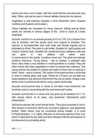 14 | P a g e
period and lose a lot of water, with the result that the area become very
salty. Often, salt can be seen in these habitats during the dry season.
Vegetation in salt marshes includes o Umiri (Scientific name: Suaeda
maritima and Suaeda vermiculata ).
These habitats are important for many reasons. Hiding among these
plants are animals in various stages of life. Umiri is used as a leafy
vegetable.
Suaeda maritima is an annual growing to 0.3 m (1ft). It is in flower from
July to October, and the seeds ripen from August to October. The
species is hermaphrodite (has both male and female organs) and is
pollinated by Wind. The plant is self-fertile. Suitable for: light (sandy) and
medium (loamy) soils. Suitable pH: neutral and basic (alkaline) soils and
can grow in very alkaline and saline soils.
It cannot grow in the shade. It prefers moist soil. The plant can tolerate
maritime exposure. Young leaves - raw or cooked. A pleasant salty
flavor, they make a nice addition in small quantities to a salad. They are
often mixed with other vegetables in order to reduce their saltiness. The
young shoots are pickled in vinegar and eaten on their own or used as a
relish. Seed - raw or cooked. The ashes of the plant provide a soda that
is used in making glass and soap. Plants for a Future can not take any
responsibilityfor any adverse effectsfrom the use of plants. Always seek
advice from a professional before using a plant medicinally.
Suaeda monicasmall tree or shrub to 3m.stem much branched .the
branches erect or assending,with the prominent leaf scares.
Suaeda vermiculata is a shrub and can grow up to between 0.4–1 m,
with woody stems at its base, very branched. Salt-tolerant plant
(halophytes).
Salicornia species are small annual herbs. They grow prostrate to erect,
their simple or branched stems are succulent, glabrous, and apparently
jointed. Older stems may be somewhat woody basally. It is used
in Phytoextraction, it is highly effective at removing selenium from soil,
which is absorbed by the plant and then released into the atmosphere to
be dispersed by prevailing winds.
 