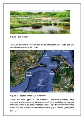 2 | P a g e
Figure 1-salt marshes
The Gulf of Mannar lies between the southeastern tip of India and the
northwestern coast of Sri Lanka.
Figure 2- Location of the Gulf of Mannar
There are three types of salt marshes. Temperate countries have
marshes which covered by the tide most of the time during the day and
there vegetation is covered by grass species . Spartina alterniflora is the
major species.Most of the time they covered by grasses and grass grow
 