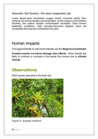 8 | P a g e
Anaerobic Soil Surface –thin layer oxygenated soil
Lower layers-have decreased oxygen levels .prevents plants from
carrying out normal aerobic root respiration .as the oxygen concentration
declines, the carbon dioxide concentration increases. Peat formed
anaerobic conditions. High biomass-becomes trapped .does not
completely decompose compacted into peat
Human Impacts
The biggestthreats to salt marsh habitats are the Illegal encroachment.
Coastal erosion and storm damage also effects. These threats are
likely to continue or increase in the twenty first century due to climate
change
Observations
Plant speies obseverd in the field visit
Figure 4- Suaeda maritima
 