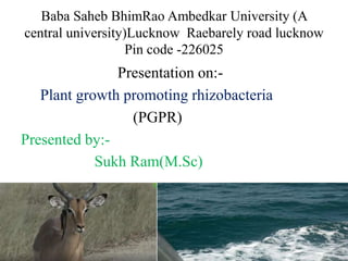 Baba Saheb BhimRao Ambedkar University (A
central university)Lucknow Raebarely road lucknow
Pin code -226025
Presentation on:-
Plant growth promoting rhizobacteria
(PGPR)
Presented by:-
Sukh Ram(M.Sc)
 
