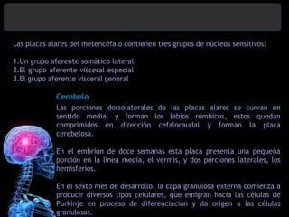 Labios Rombicos Sistema Nervioso EMBRIOLOGIA | PPTX