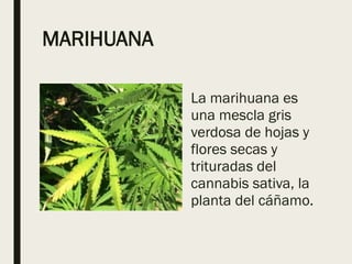 MARIHUANA
La marihuana es
una mescla gris
verdosa de hojas y
flores secas y
trituradas del
cannabis sativa, la
planta del cáñamo.
 