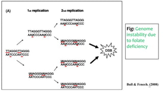 Fig: Genome
instability due
to folate
deficiency
Bull & Fenech. (2008)
16
 