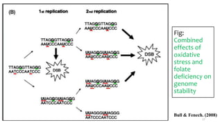Fig:
Combined
effects of
oxidative
stress and
folate
deficiency on
genome
stability
Bull & Fenech. (2008)
17
 