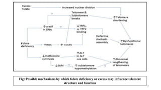 Fig: Possible mechanisms by which folate deficiency or excess may influence telomere
structure and function
18
 