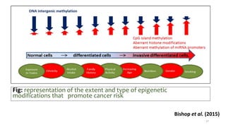 Fig: representation of the extent and type of epigenetic
modifications that promote cancer risk
Bishop et al. (2015)
27
 