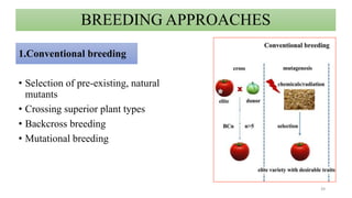 BREEDING APPROACHES
1.Conventional breeding
• Selection of pre-existing, natural
mutants
• Crossing superior plant types
• Backcross breeding
• Mutational breeding
39
 