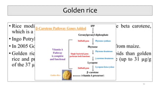 • Rice modified with daffodil gene to have more beta carotene,
which is a precursor of vitamin A.
• Ingo Potrykus and Peter Beyer
• In 2005 Golden Rice 2 - phytoene synthase gene from maize.
• Golden rice 2 produces 23 times more carotenoids than golden
rice and preferentially accumulates beta-carotene (up to 31 µg/g
of the 37 µg/g of carotenoids)
Golden rice
41
 
