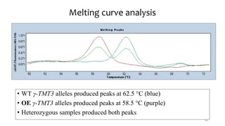 Melting curve analysis
• WT γ-ΤΜΤ3 alleles produced peaks at 62.5 °C (blue)
• OE γ-ΤΜΤ3 alleles produced peaks at 58.5 °C (purple)
• Heterozygous samples produced both peaks
46
 