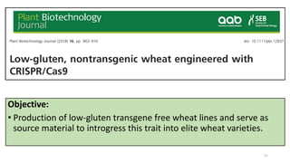 Objective:
• Production of low-gluten transgene free wheat lines and serve as
source material to introgress this trait into elite wheat varieties.
52
 