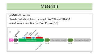 Materials
• pANIC-6E vector
• Two bread wheat lines, denoted BW208 and THA53
• one durum wheat line, cv Don Pedro (DP)
53
 
