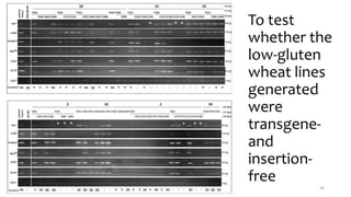 To test
whether the
low-gluten
wheat lines
generated
were
transgene-
and
insertion-
free
56
 