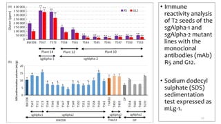 • Immune
reactivity analysis
of T2 seeds of the
sgAlpha-1 and
sgAlpha-2 mutant
lines with the
monoclonal
antibodies (mAb)
R5 and G12.
• Sodium dodecyl
sulphate (SDS)
sedimentation
test expressed as
mLg-1.
57
 