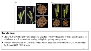Conclusion:
• CRISPR/Cas9 efficiently and precisely targeted conserved regions of the a-gliadin genes in
both bread and durum wheat, leading to high-frequency mutagenesis.
• Immuno reactivity of the CRISPR-edited wheat lines was reduced by 85%, as revealed by
the R5 and G12 ELISA tests.
58
 