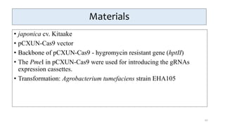 Materials
• japonica cv. Kitaake
• pCXUN-Cas9 vector
• Backbone of pCXUN-Cas9 - hygromycin resistant gene (hptII)
• The PmeI in pCXUN-Cas9 were used for introducing the gRNAs
expression cassettes.
• Transformation: Agrobacterium tumefaciens strain EHA105
62
 