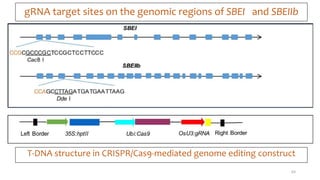 gRNA target sites on the genomic regions of SBEI and SBEIIb
T-DNA structure in CRISPR/Cas9-mediated genome editing construct
63
 