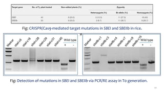 Fig: CRISPR/Cas9-mediated target mutations in SBEI and SBEIIb in rice.
64
Fig: Detection of mutations in SBEI and SBEIIb via PCR/RE assay in T0 generation.
 