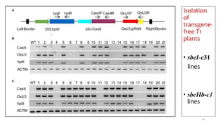 Isolation
of
transgene-
free T1
plants
• sbeI-c31
lines
• sbeIIb-c1
lines
65
 