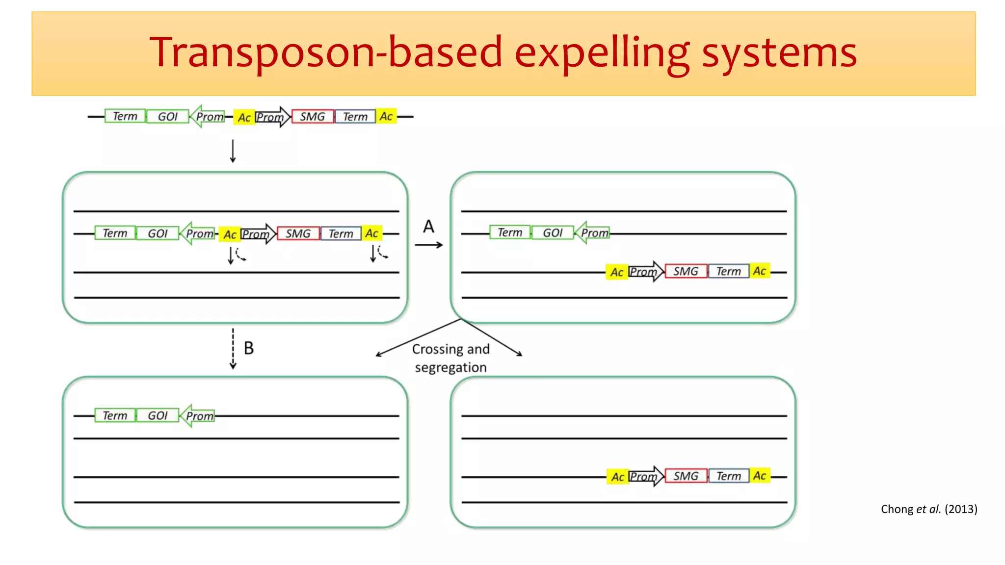 Transposon-based expelling systems
Chong et al. (2013)
 