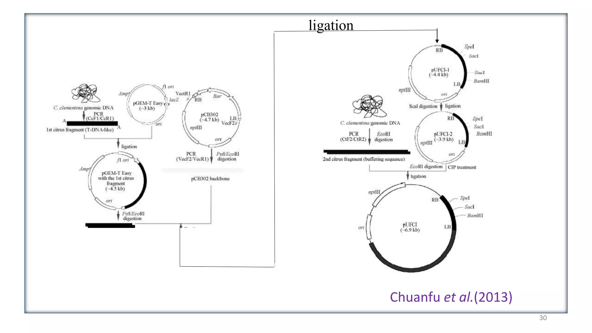 ligation
Chuanfu et al.(2013)
30
 