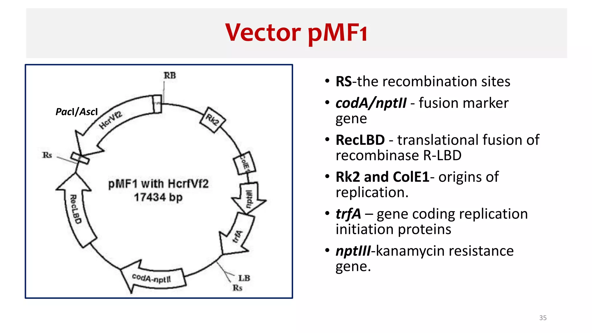 Vector pMF1
• RS-the recombination sites
• codA/nptII - fusion marker
gene
• RecLBD - translational fusion of
recombinase R-LBD
• Rk2 and ColE1- origins of
replication.
• trfA – gene coding replication
initiation proteins
• nptIII-kanamycin resistance
gene.
35
PacI/AscI
 