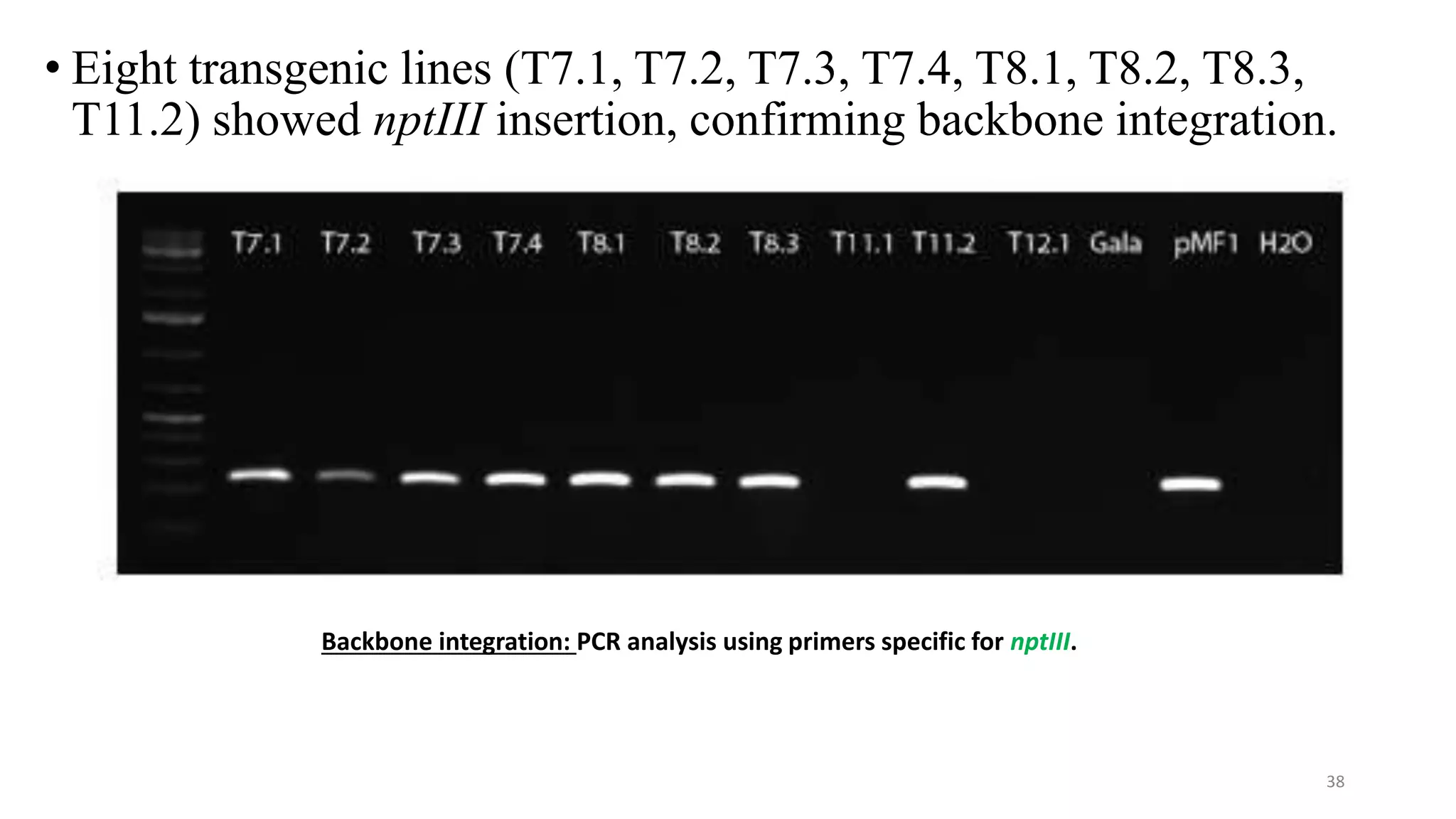• Eight transgenic lines (T7.1, T7.2, T7.3, T7.4, T8.1, T8.2, T8.3,
T11.2) showed nptIII insertion, confirming backbone integration.
Backbone integration: PCR analysis using primers specific for nptIII.
38
 