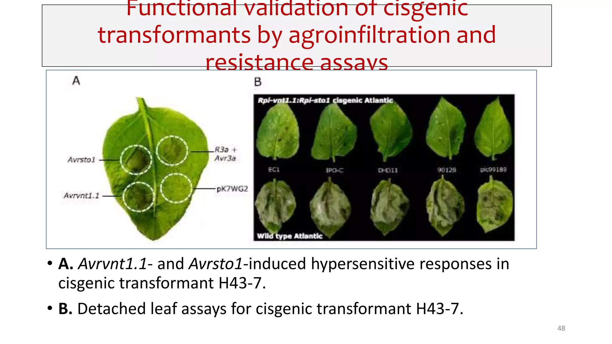 Functional validation of cisgenic
transformants by agroinfiltration and
resistance assays
• A. Avrvnt1.1- and Avrsto1-induced hypersensitive responses in
cisgenic transformant H43-7.
• B. Detached leaf assays for cisgenic transformant H43-7.
48
 
