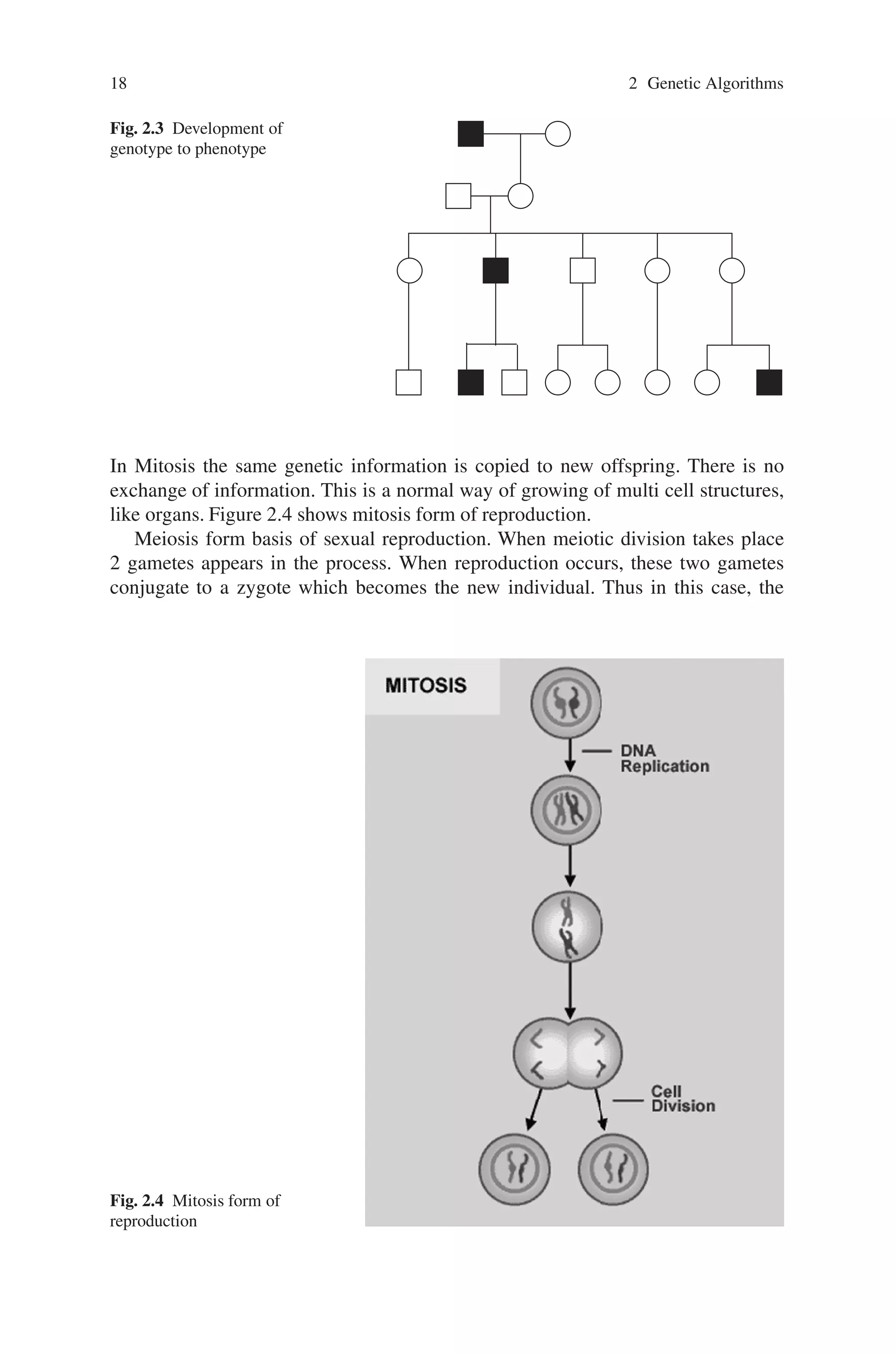 18 2 Genetic Algorithms
Fig. 2.3 Development of
genotype to phenotype
In Mitosis the same genetic information is copied to new offspring. There is no
exchange of information. This is a normal way of growing of multi cell structures,
like organs. Figure 2.4 shows mitosis form of reproduction.
Meiosis form basis of sexual reproduction. When meiotic division takes place
2 gametes appears in the process. When reproduction occurs, these two gametes
conjugate to a zygote which becomes the new individual. Thus in this case, the
Fig. 2.4 Mitosis form of
reproduction
 