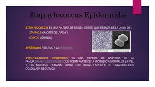 Staphylococcus Epidermidis
STAPHYLOCOCCUS ES UNA PALABRA DE ORIGEN GRIEGO QUE RESULTA DE LA UNIÓN DE :
• STAPHYLÉ «RACIMO DE UVAS») Y
• KÓKKOS «GRANO»).
EPIDERMIDIS RELATIVO A LA EPIDERMIS
STAPHYLOCOCCUS EPIDERMIDIS ES UNA ESPECIE DE BACTERIA DE LA
FAMILIA STAPHYLOCOCCACEAE QUE FORMA PARTE DE LA MICROBIOTA NORMAL DE LA PIEL
Y LAS MUCOSAS HUMANAS JUNTO CON OTRAS ESPECIES DE ESTAFILOCOCOS
COAGULASA-NEGATIVOS
 