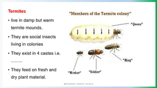 @PETEROKION 778001502/ 758795415
 