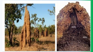 @PETEROKION 778001502/ 758795415
 