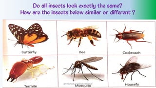 Do all insects look exactly the same?
How are the insects below similar or different ?
@PETEROKION 778001502/ 758795415
 