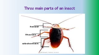 Three main parts of an insect
@PETEROKION 778001502/ 758795415
 