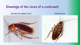 Drawings of the views of a cockroach
Dorsal view (back view) Ventral view
@PETEROKION 778001502/ 758795415
 