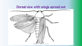 Dorsal view with wings spread out
@PETEROKION 778001502/ 758795415
 