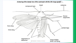 @PETEROKION 778001502/ 758795415
 