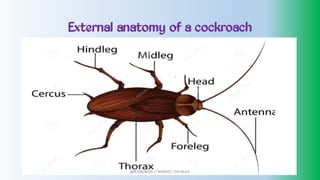 External anatomy of a cockroach
@PETEROKION 778001502/ 758795415
 