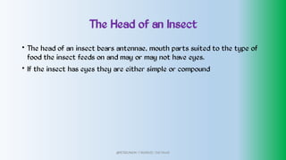The Head of an Insect
•
•
The head of an insect bears antennae, mouth parts suited to the type of
food the insect feeds on and may or may not have eyes.
If the insect has eyes they are either simple or compound
@PETEROKION 778001502/ 758795415
 