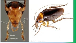 @PETEROKION 778001502/ 758795415
 