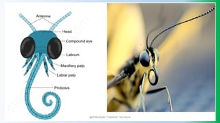 @PETEROKION 778001502/ 758795415
 