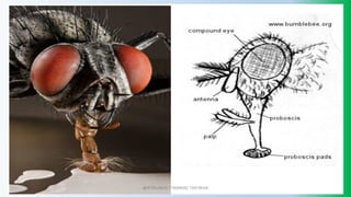 @PETEROKION 778001502/ 758795415
 