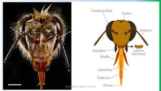 @PETEROKION 778001502/ 758795415
 