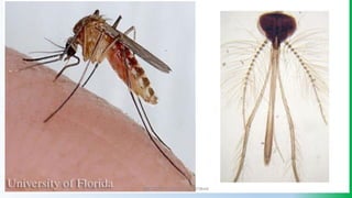 @PETEROKION 778001502/ 758795415
 