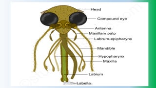 @PETEROKION 778001502/ 758795415
 