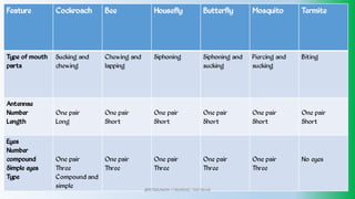 Feature Cockroach Bee Housefly Butterfly Mosquito Termite
Type of mouth
parts
Sucking and
chewing
Chewing and
lapping
Siphoning Siphoning and
sucking
Piercing and
sucking
Biting
Antennae
Number
Length
One pair
Long
One pair
Short
One pair
Short
One pair
Short
One pair
Short
One pair
Short
Eyes
Number
compound
Simple eyes
Type
One pair
Three
Compound and
simple
One pair
Three
One pair
Three
One pair
Three
One pair
Three
No eyes
@PETEROKION 778001502/ 758795415
 