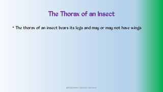 The Thorax of an Insect
• The thorax of an insect bears its legs and may or may not have wings
@PETEROKION 778001502/ 758795415
 