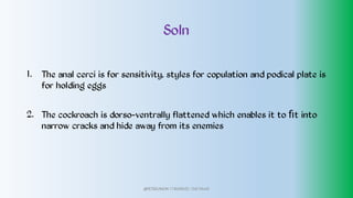 Soln
1.
2.
The anal cerci is for sensitivity, styles for copulation and podical plate is
for holding eggs
The cockroach is dorso-ventrally flattened which enables it to ﬁt into
narrow cracks and hide away from its enemies
@PETEROKION 778001502/ 758795415
 