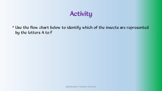 Activity
• Use the flow chart below to identify which of the insects are represented
by the letters A to F
@PETEROKION 778001502/ 758795415
 
